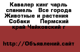 Кавалер кинг чарль спаниель - Все города Животные и растения » Собаки   . Пермский край,Чайковский г.
